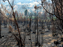 Scorched Hula Valley trees