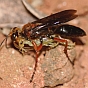 Predator Wasp